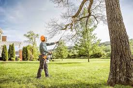 Professional Tree Care  in Parma Heights, OH