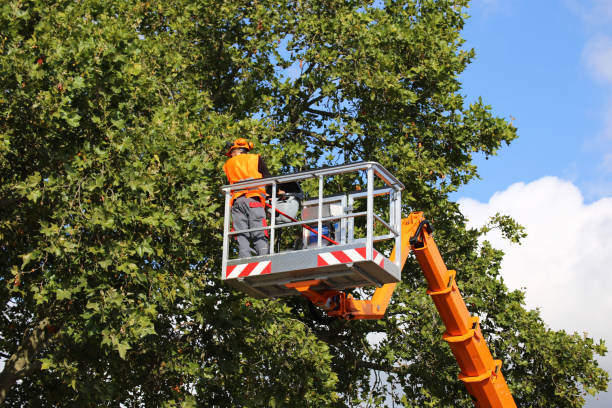 How Our Tree Care Process Works  in  Parma Heights, OH